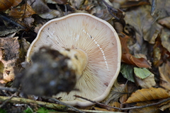 Lactarius pallidus