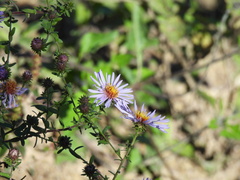 Symphyotrichum oblongifolium