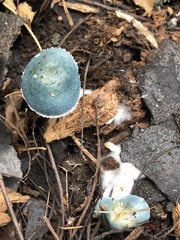 Stropharia caerulea