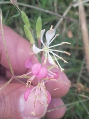 Oenothera suffrutescens