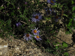 Symphyotrichum oblongifolium