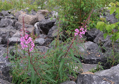 Chamaenerion angustifolium