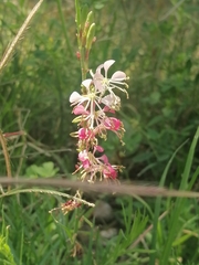 Oenothera suffrutescens