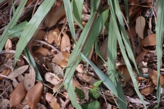 Paspalum langei
