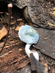 Stropharia caerulea