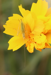 Oecanthus
