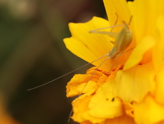 Oecanthus