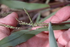 Paspalum langei