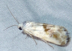 Ponometia virginalis