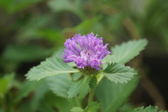 Centratherum punctatum