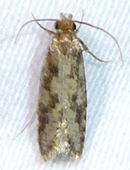 Amydria effrenatella