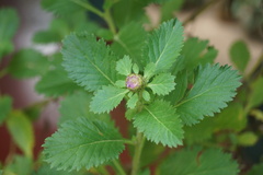 Centratherum punctatum