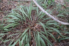 Paspalum langei
