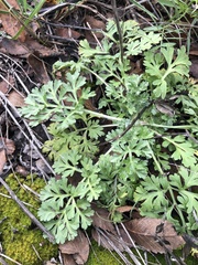 Artemisia absinthium