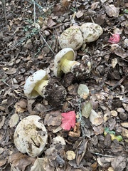 Caloboletus marshii