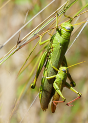 Schistocerca shoshone