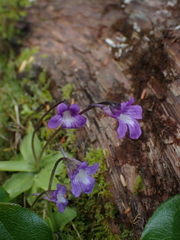 Pinguicula