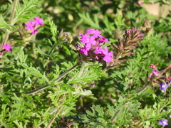 Glandularia canadensis