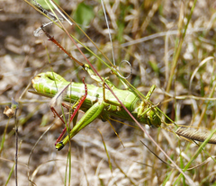 Schistocerca shoshone