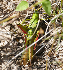 Schistocerca shoshone