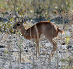 Raphicerus campestris