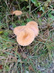 Cystoderma