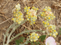 Pseudognaphalium