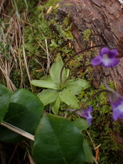 Pinguicula