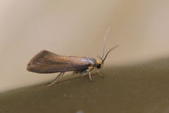Crassa unitella