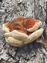 Inonotus quercustris