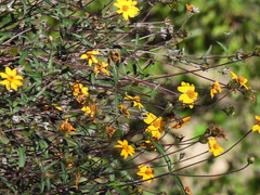 Wedelia hispida