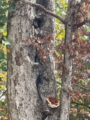 Inonotus quercustris