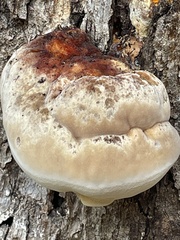 Inonotus quercustris