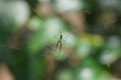 Leucauge argyra