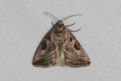 Eucarta virgo