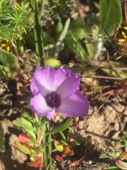 Clarkia tenella