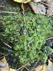 Pallavicinia lyellii