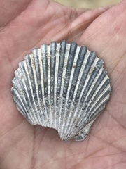 Argopecten irradians concentricus