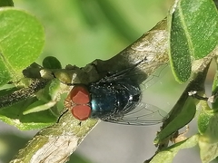 Chrysomya megacephala