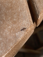 Camponotus planatus