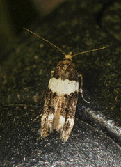 Recurvaria leucatella