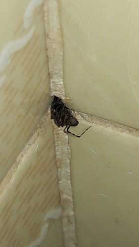 Scytodidae