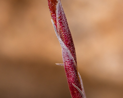 Tillandsia geissei