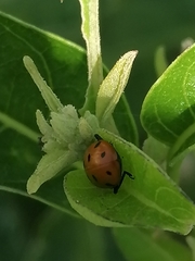 Hippodamia convergens