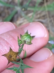 Linum bienne