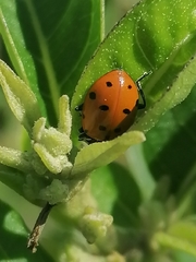 Hippodamia convergens