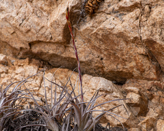 Tillandsia geissei