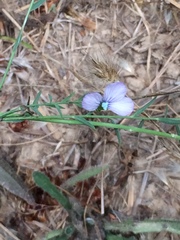 Linum bienne
