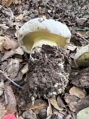 Caloboletus marshii