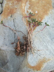Oxalis stokoei